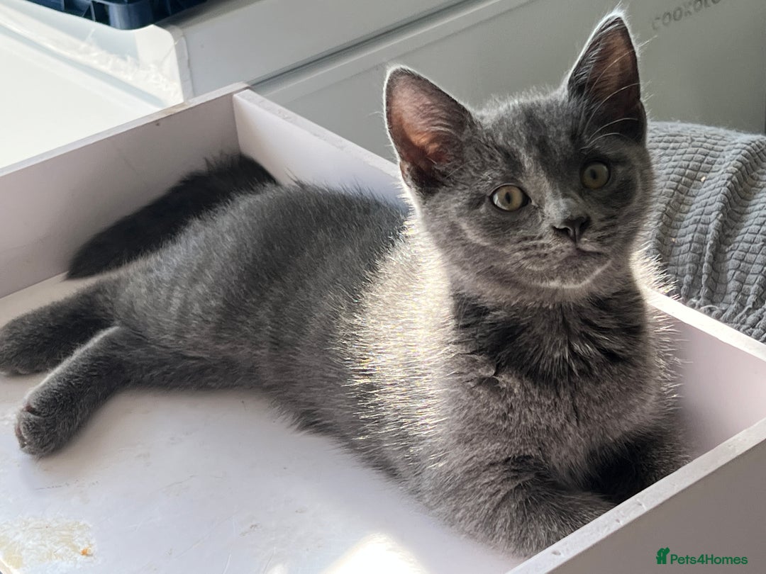 Turkish Angora cats for sale: Beautiful Kittens Looking for Their Forever Homes - Advert 7