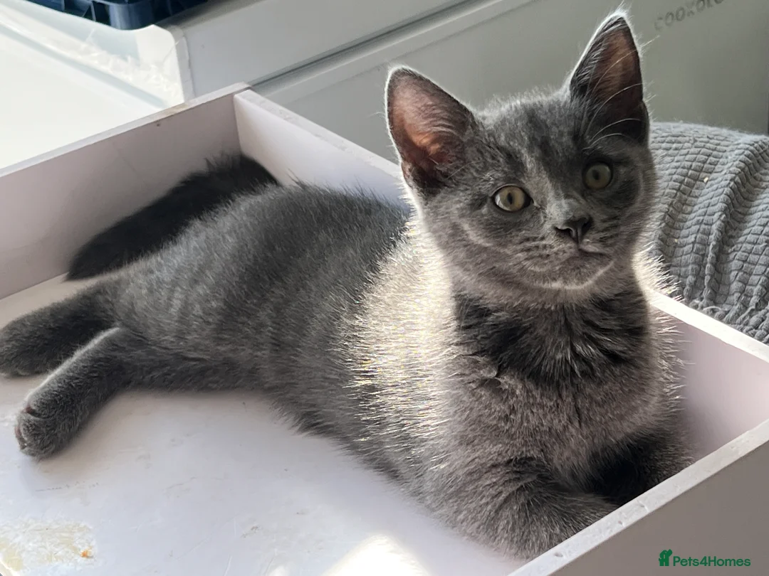 Turkish Angora cats for sale: Beautiful Kittens Looking for Their Forever Homes  - Advert 7