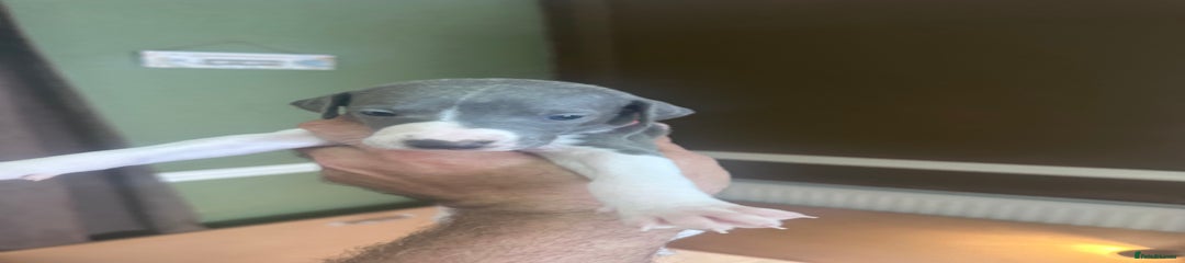 Whippet Puppy 1
