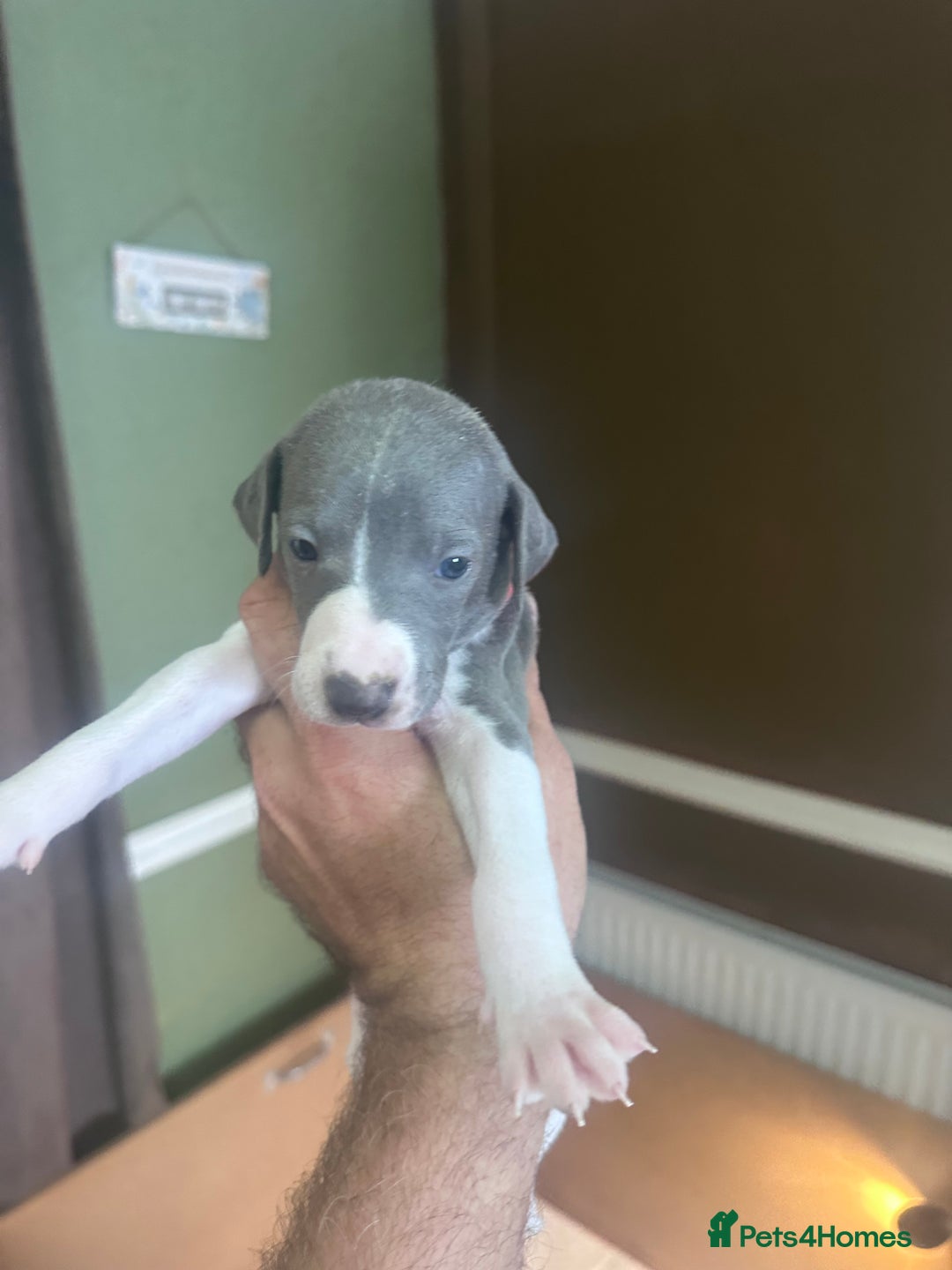 Whippet dogs for sale: Rare colours full pedigree KC Reg whippet pups  - Image 38