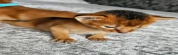 Abyssinian cats for sale: Abyssinian Kittens - Advert 13
