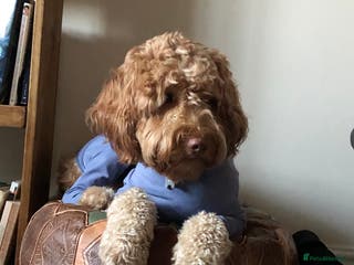 Labradoodle dogs Proven Australian Labradoodle Stud in Edenbridge - Advert 3