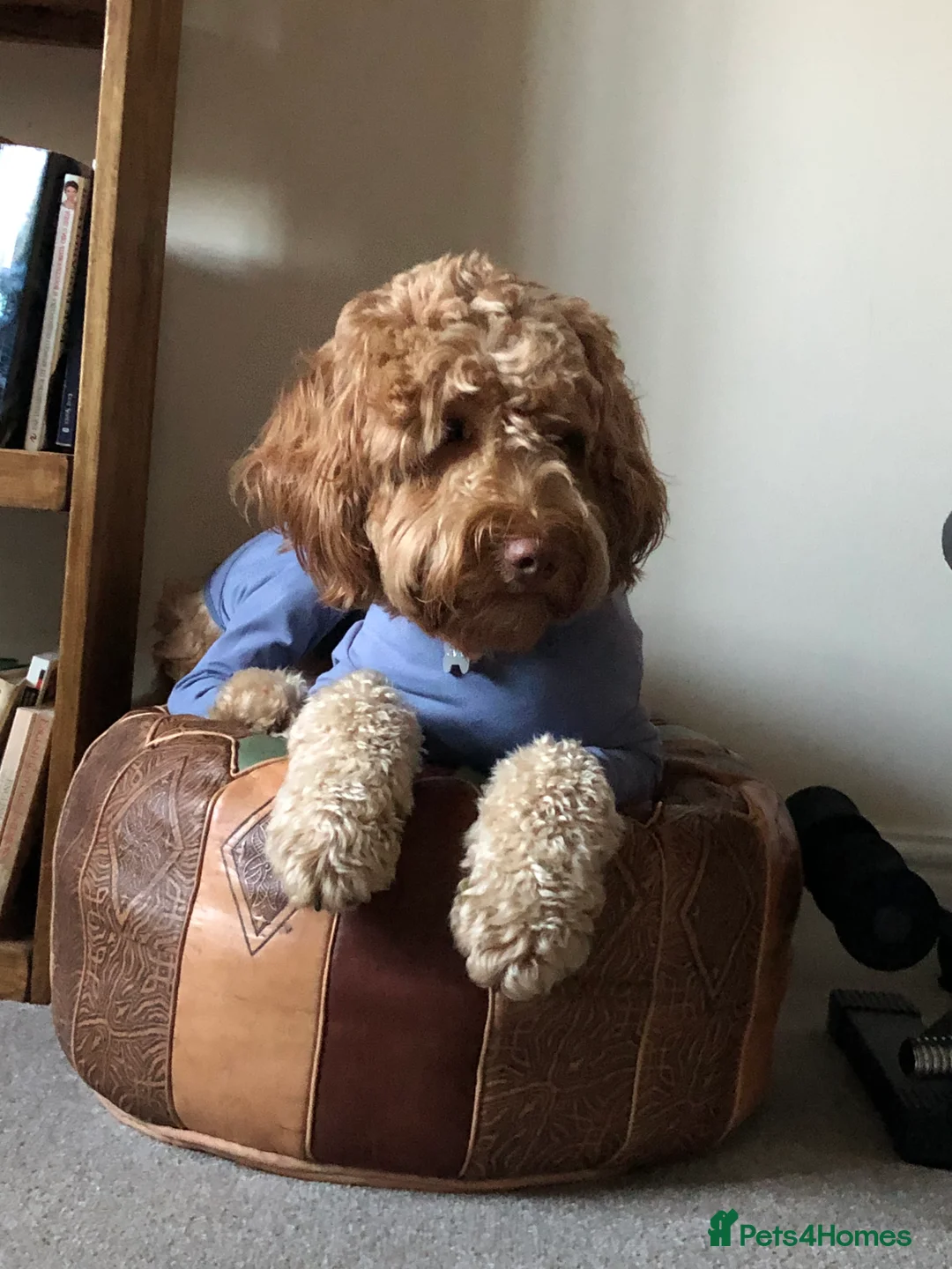 Labradoodle dogs for stud: Proven Australian Labradoodle Stud  in Edenbridge - Advert 1