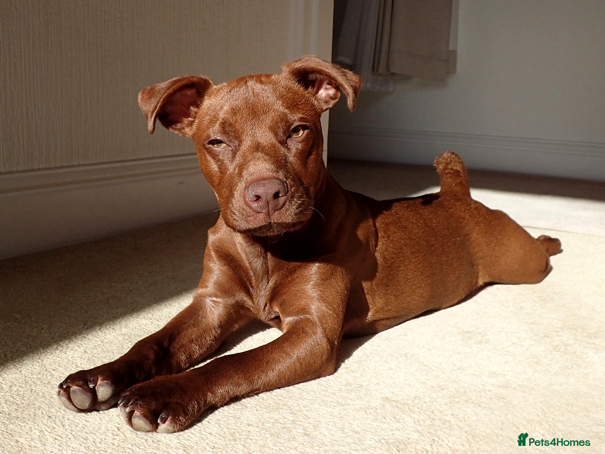 Patterdale Terrier dogs Stunning Red Patterdale Terrier, Derbyshire (Stud) in Alfreton - Advert 7