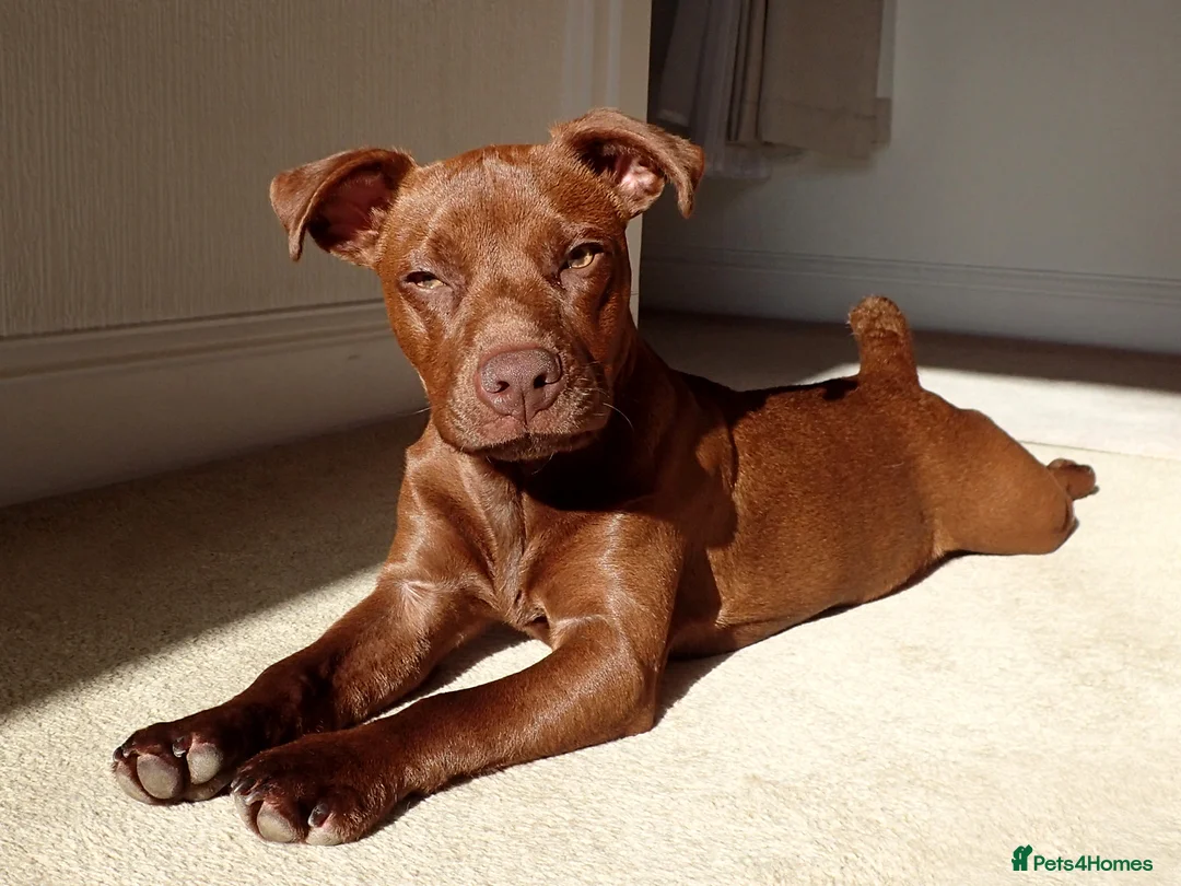 Patterdale Terrier dogs for stud: Stunning Red Patterdale Terrier, Derbyshire (Stud) in Alfreton - Advert 1