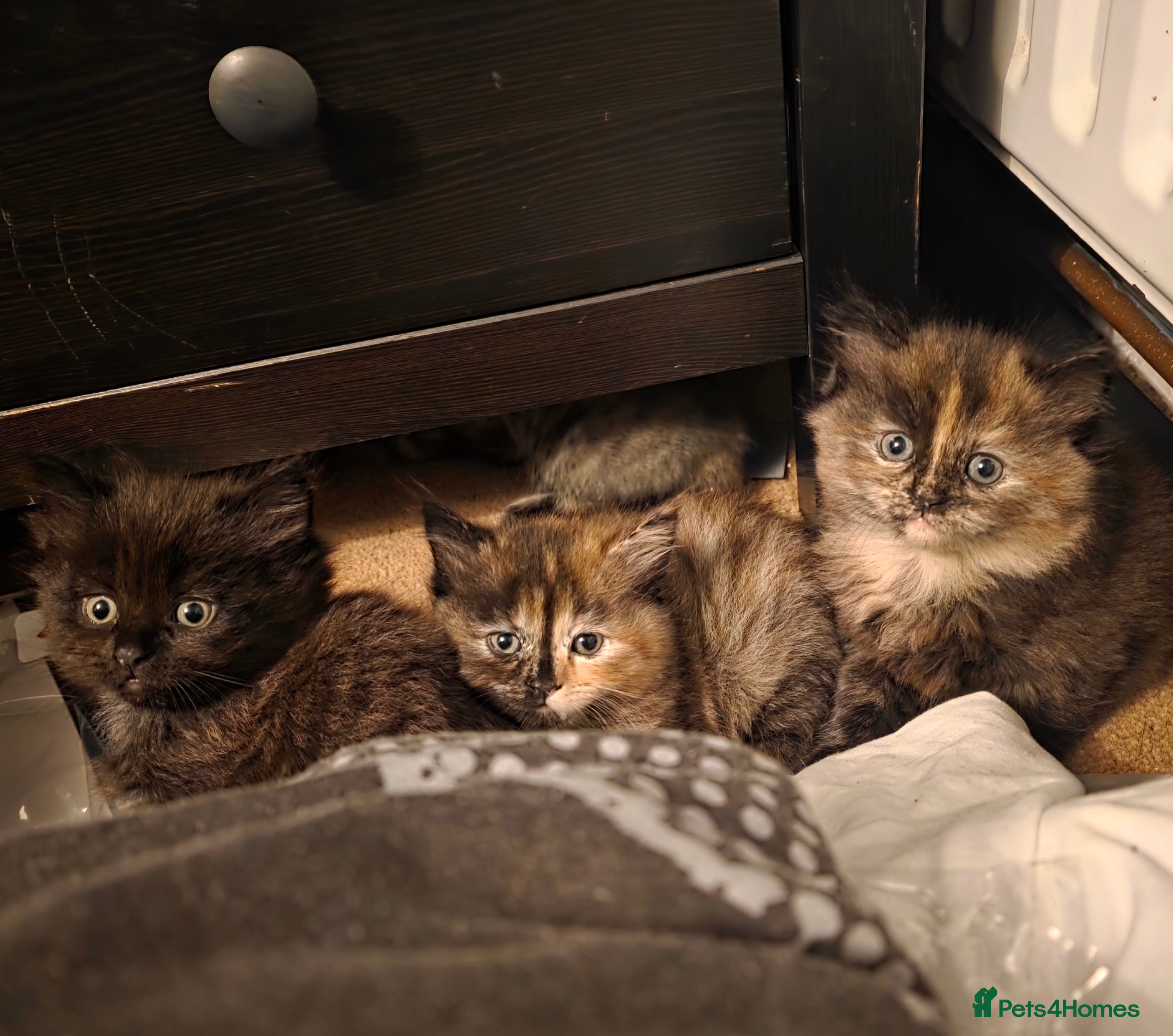 British Longhair cats Beautiful British longhair kittens - Advert 10