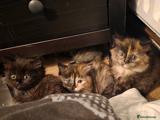 British Longhair cats Beautiful British longhair kittens - Advert 3