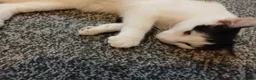 Mixed Breed cats for sale: Pandy in Birkenhead - Advert 6