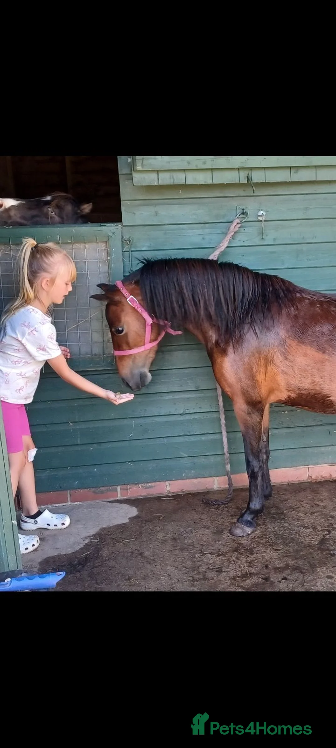 Miniature horses for sale: American Shetland  in Andover - Advert 2