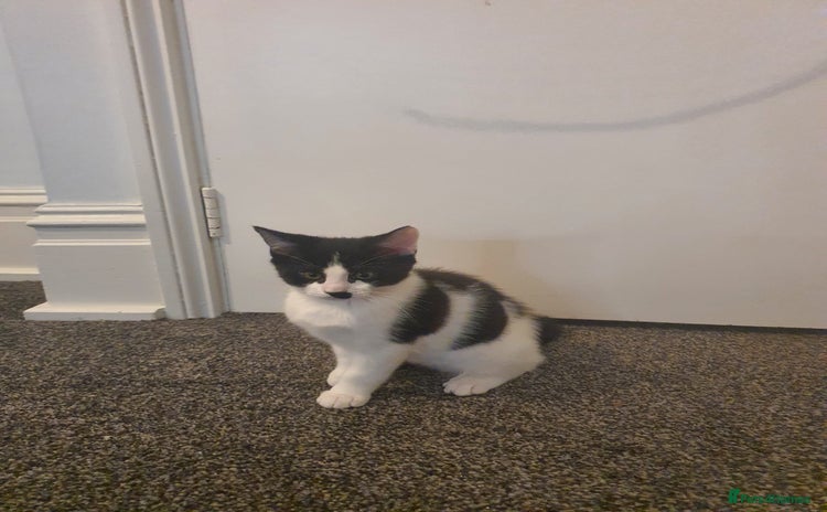 British Shorthair cats Kittens for adoption  - Advert 2