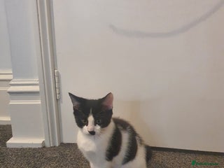 British Shorthair cats Kittens for adoption - Advert 9