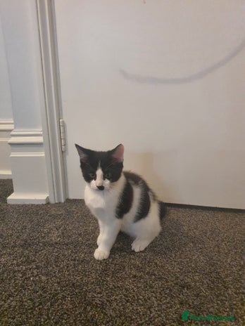 British Shorthair cats Kittens for adoption - Advert 2