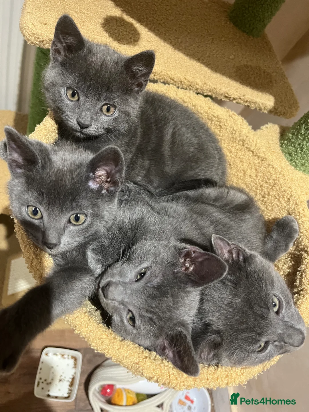 Russian Blue cats for sale: Russian Blue kittens x2 boys x2 girls  in Dunbar - Advert 2