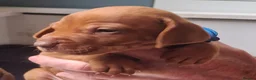 Hungarian Vizsla dogs for sale: Hungarian Vizsla puppies 2 boys and 6 girls. - Advert 7