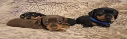 Miniature Dachshund dogs for sale: Adorable KC Pedigree Miniature Dachshund Puppies - Advert 8