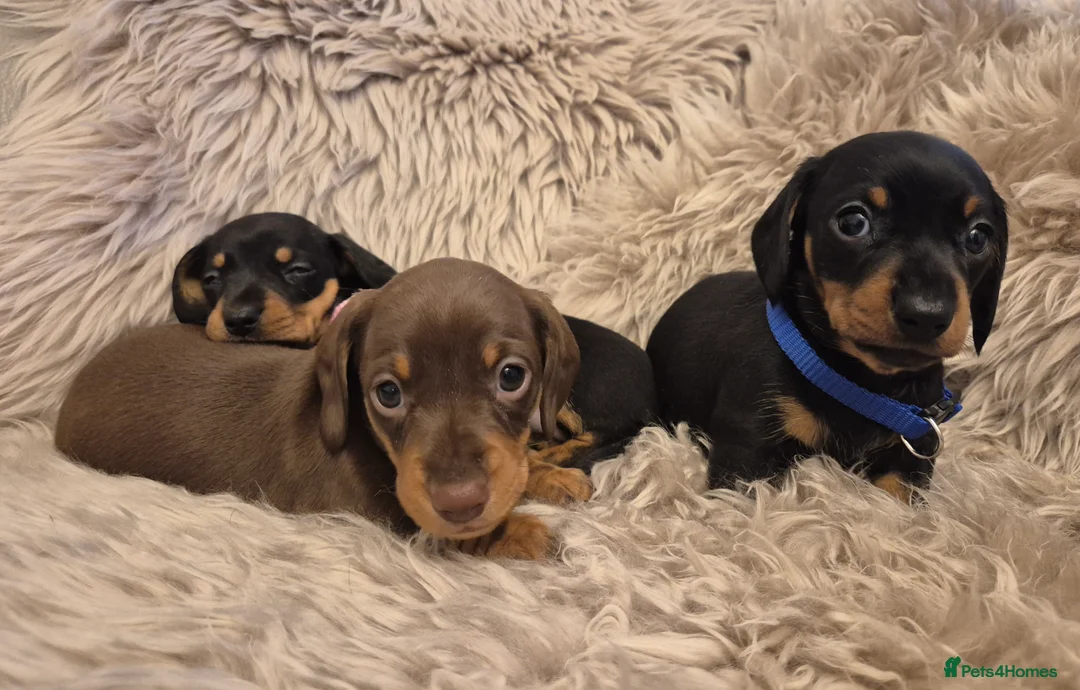 Miniature Dachshund dogs for sale: Adorable KC Pedigree Miniature Dachshund Puppies - Advert 8