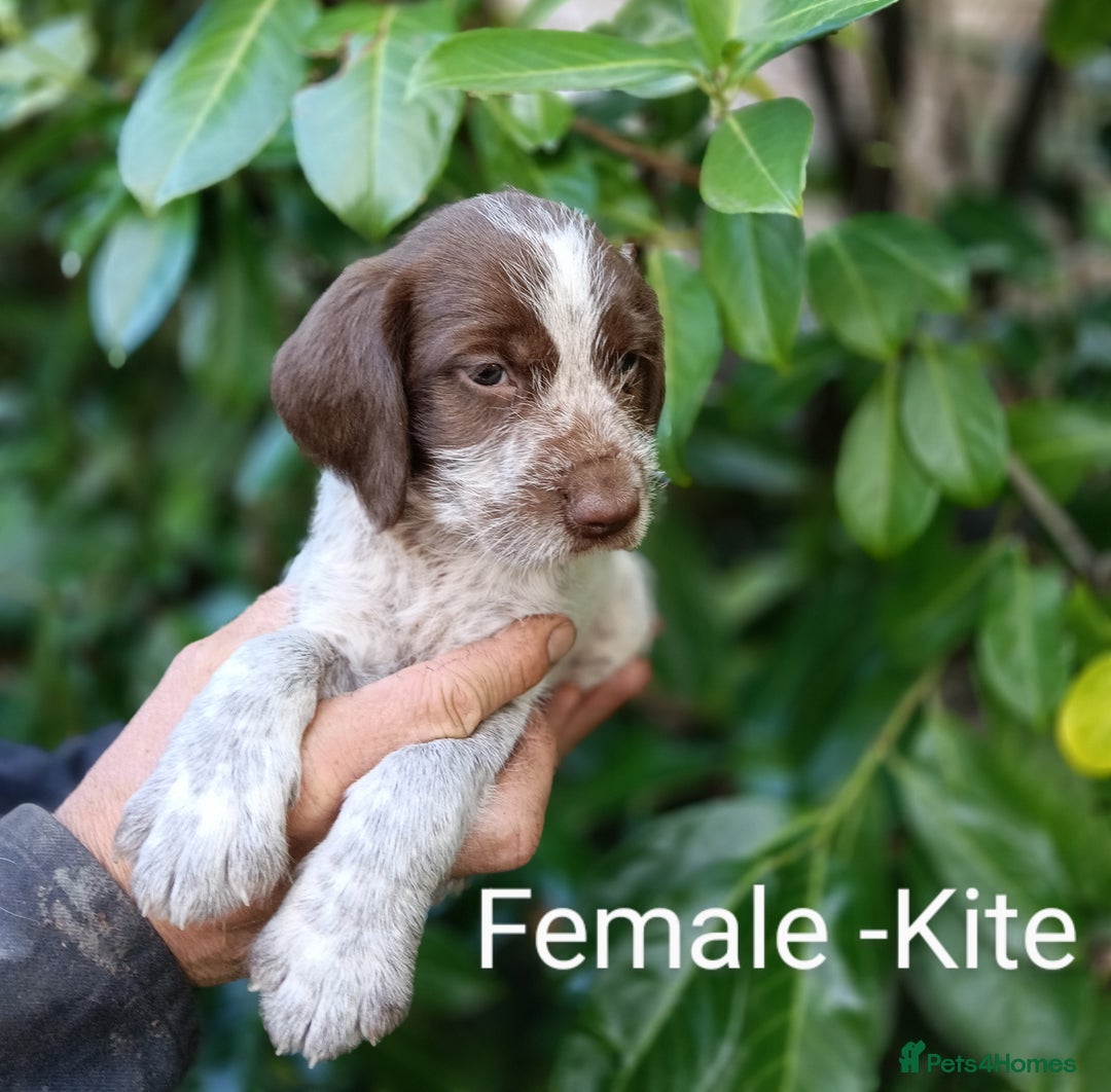Mixed Breed dogs for sale: Fen Spaniels -Korthols x Eng Springer Spaniel  - Image 7