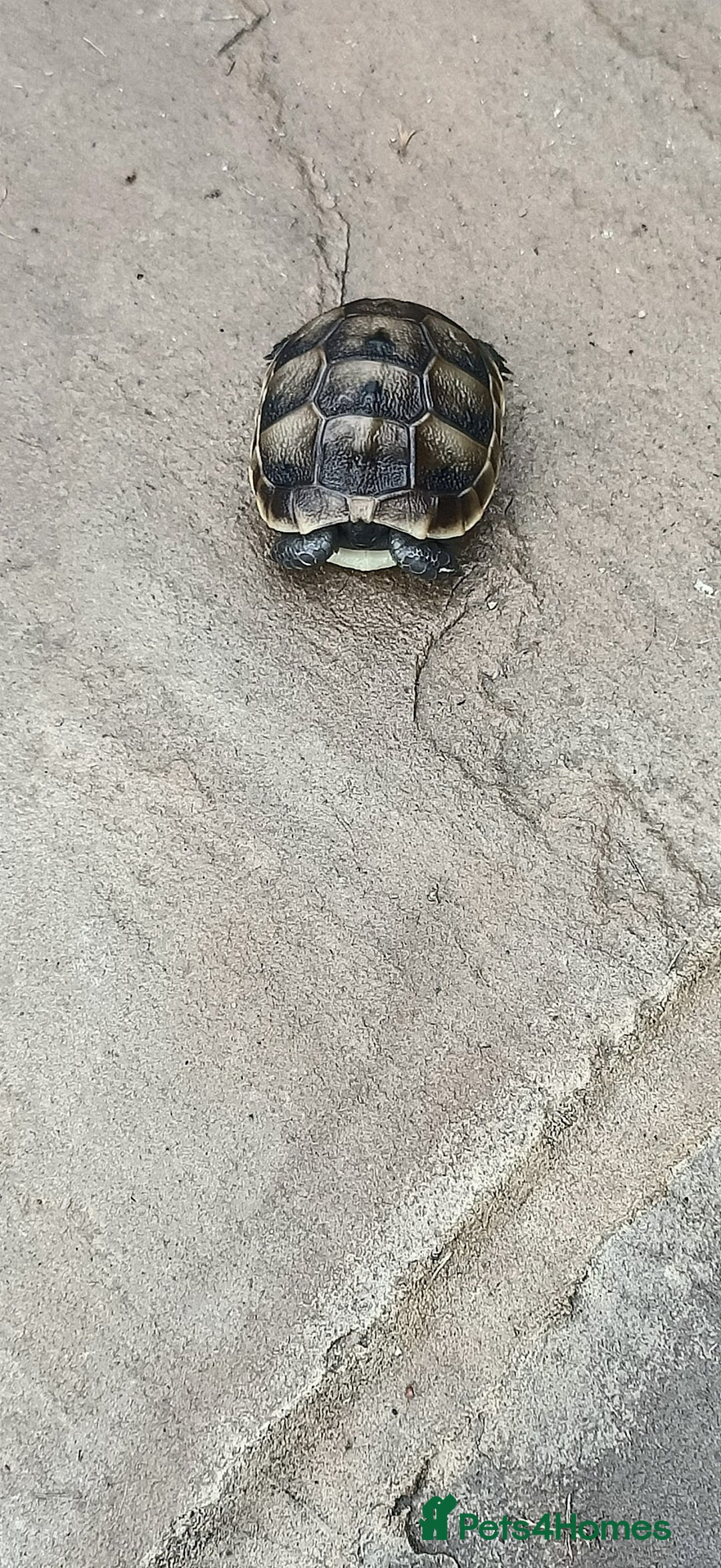 Hermann Tortoise reptiles for sale: 5 Spur Thighed Tortoises  - Image 20