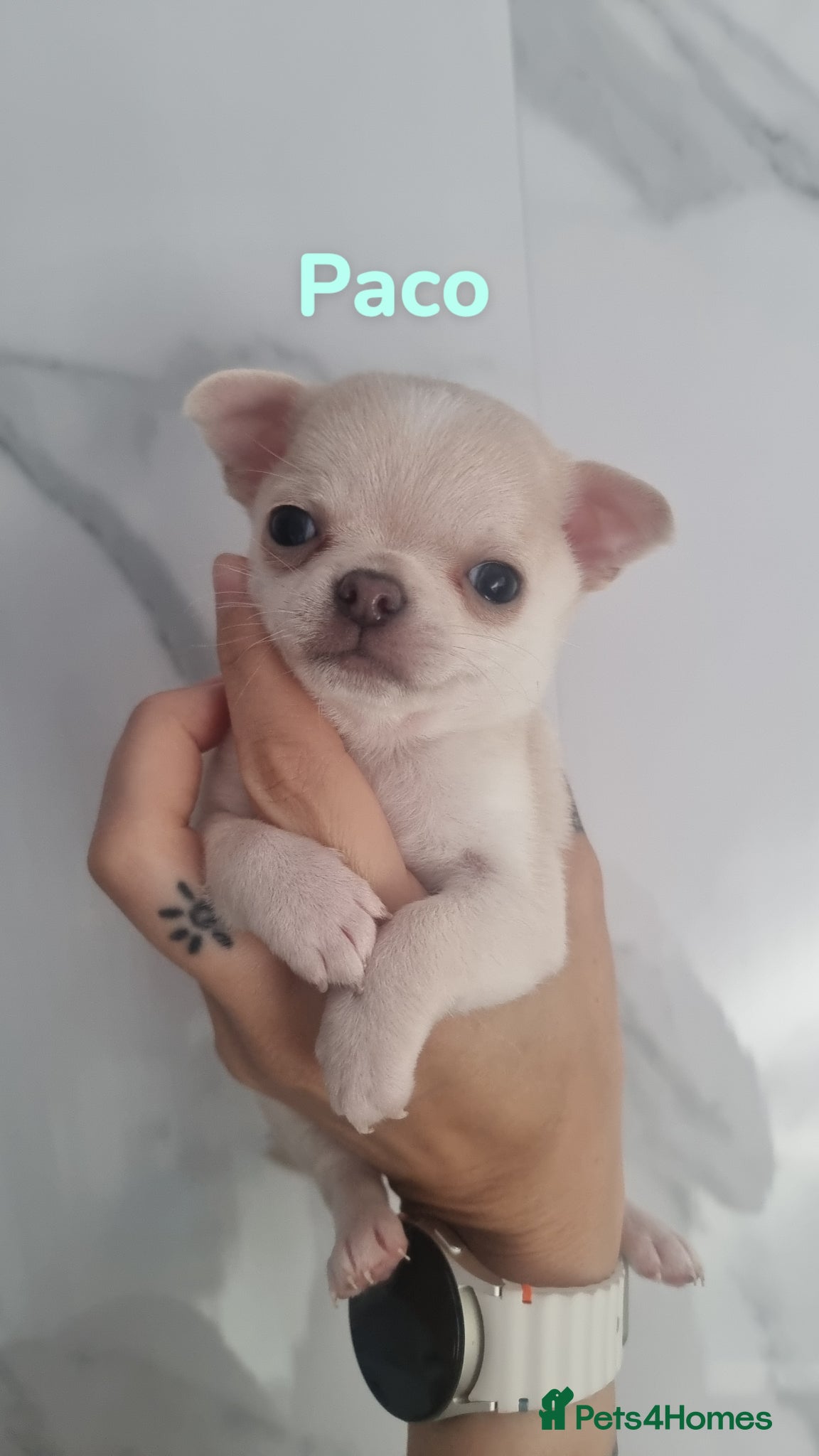 Paco