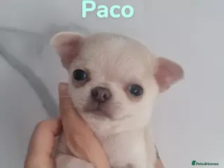 Chihuahua dogs Ready Now Exquisite teeny Chihuahua puppies - Advert 1