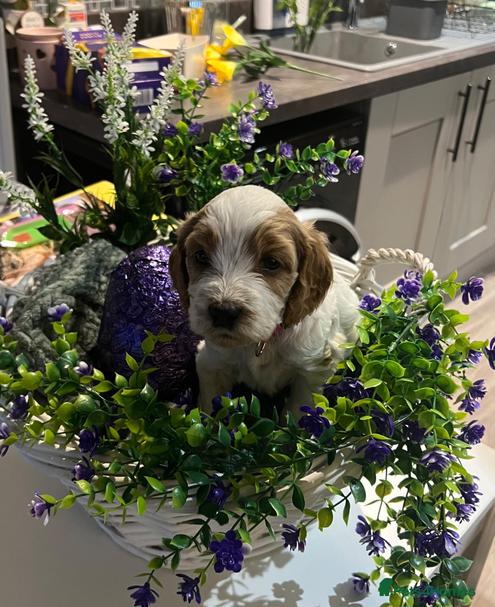 Cockapoo dogs F1B Cockerpoo Puppies - Advert 18