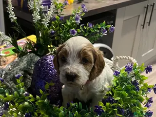 Cockapoo dogs F1B Cockerpoo Puppies - Advert 18