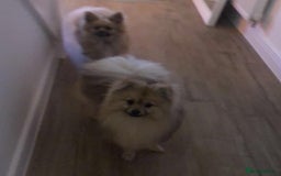 Pomeranian dogs for stud: Pomeranian Stud  - Image 4