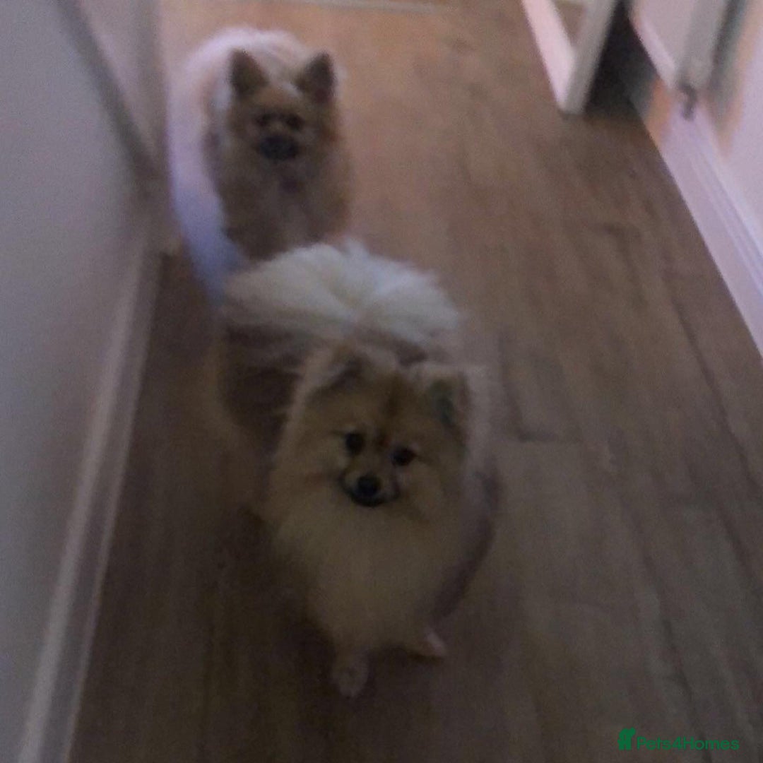 Pomeranian dogs for stud: Pomeranian Stud  - Image 4