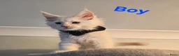 Maine Coon cats for sale: Amazing pure bread Maine Coons kittens  - Advert 14