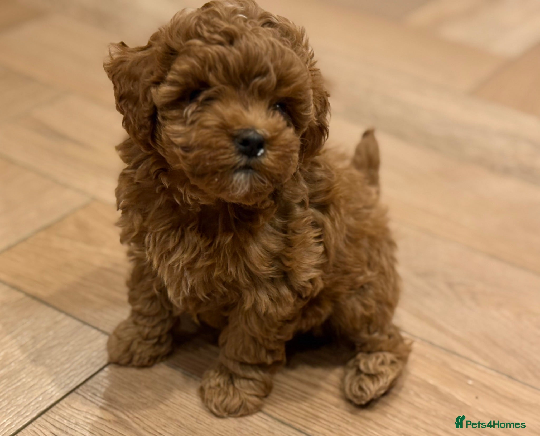 Maltipoo dogs Smallest maltipoos (read description) - Advert 1
