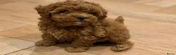 Maltipoo dogs for sale: Smallest maltipoos (read description) - Advert 25