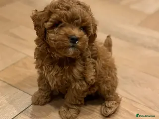 Maltipoo dogs Smallest maltipoos (read description) - Advert 1