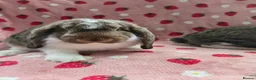 German Lop rabbits for sale: Pure German Lop ☆silly tame last boy - Advert 8