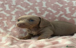 Miniature Dachshund dogs for sale: Miniature Dachshunds  - Image 4