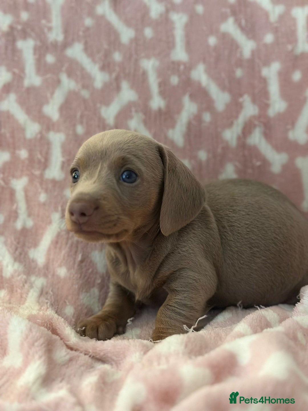 Miniature Dachshund dogs for sale: Miniature Dachshunds  - Image 4