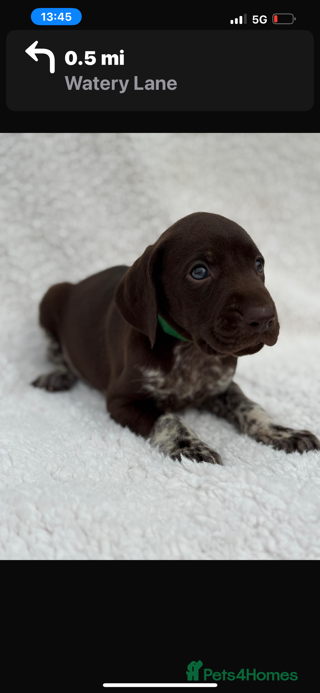 German Shorthaired Pointer dogs for sale: KC registered German Shorthair Pointer Puppy - Advert 23