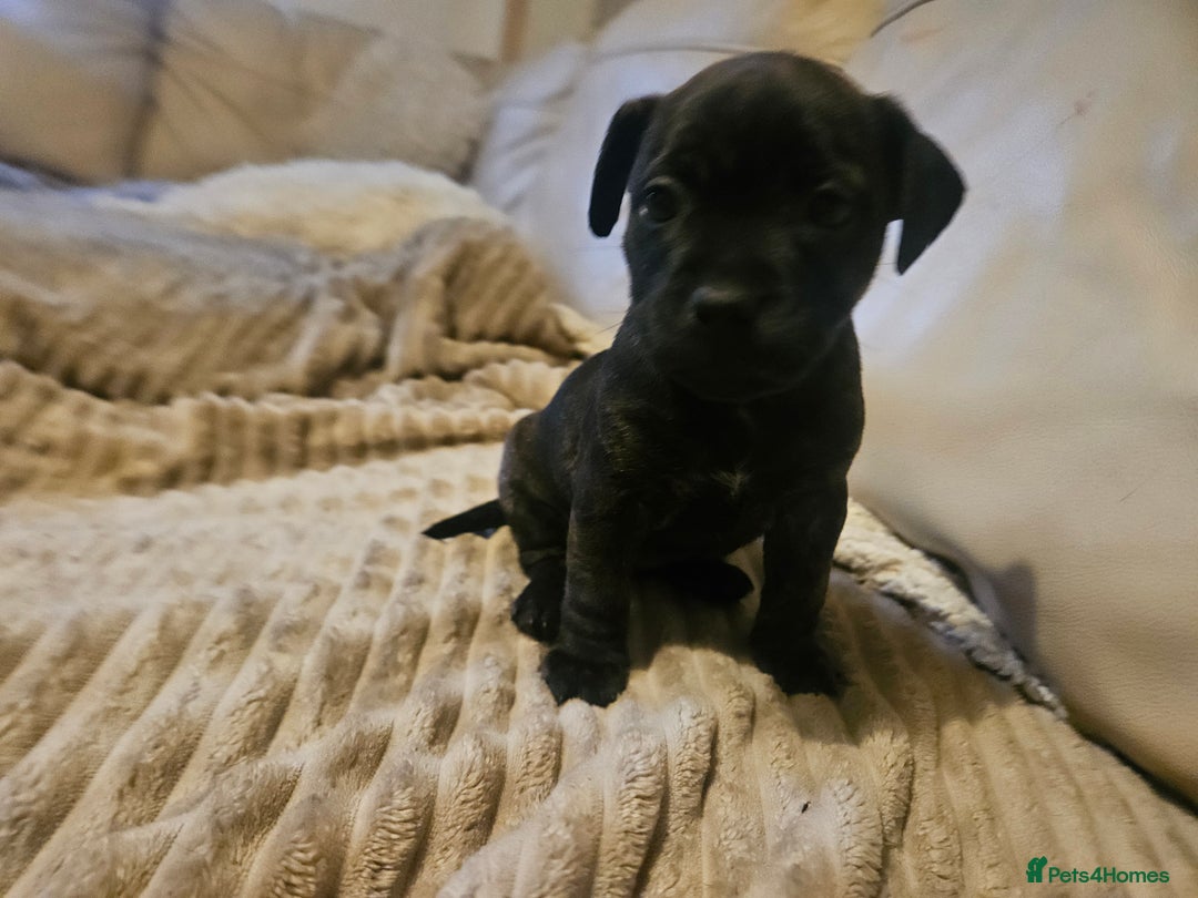 Mixed Breed dogs for sale: Staffy cross jacksui - Advert 26