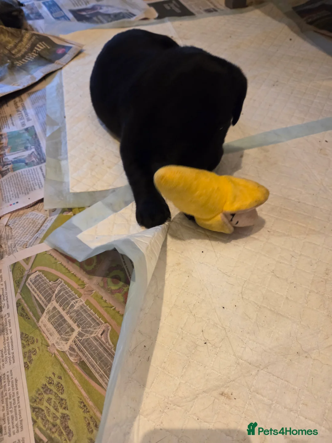 Labrador Retriever dogs for sale: 8 beautiful chunky black KC registered puppies - Advert 6