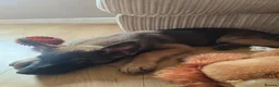 Mixed Breed dogs for sale: German sheperd x Belgium Mallinois (10 weeks) - Advert 4