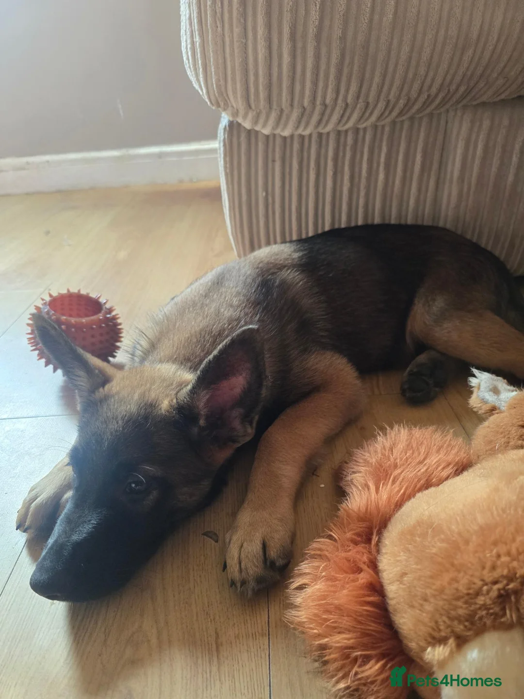 Mixed Breed dogs for sale: German sheperd x Belgium Mallinois (10 weeks) - Advert 4