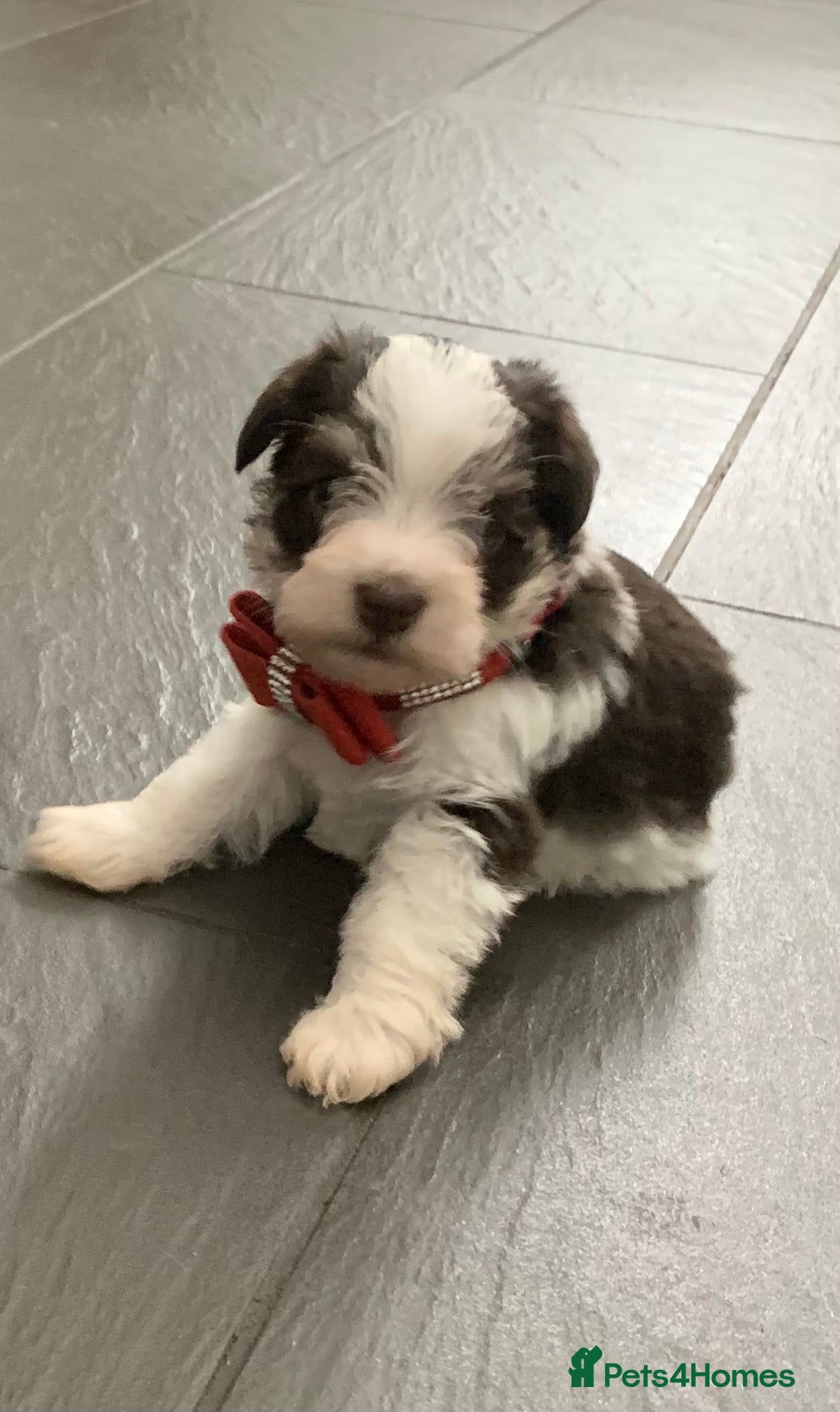 Miniature Schnauzer dogs for sale: 5* LICENSED - KC MINI (TOY) SCHNAUZER CHOCOLATE  - Advert 17