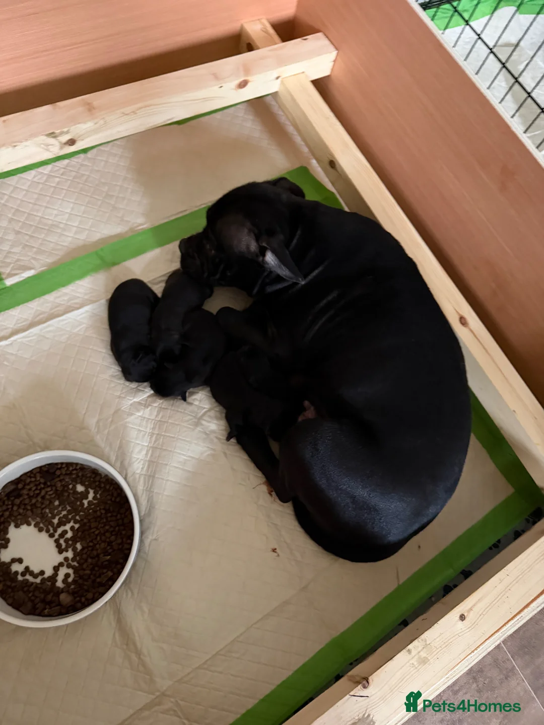 Staffordshire Bull Terrier dogs for sale: Staffy puppies looking for their forever homes - Advert 22