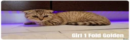 Scottish Fold cats for sale: 🐾 Beautiful Scottish Fold & British Shorthair - Advert 13