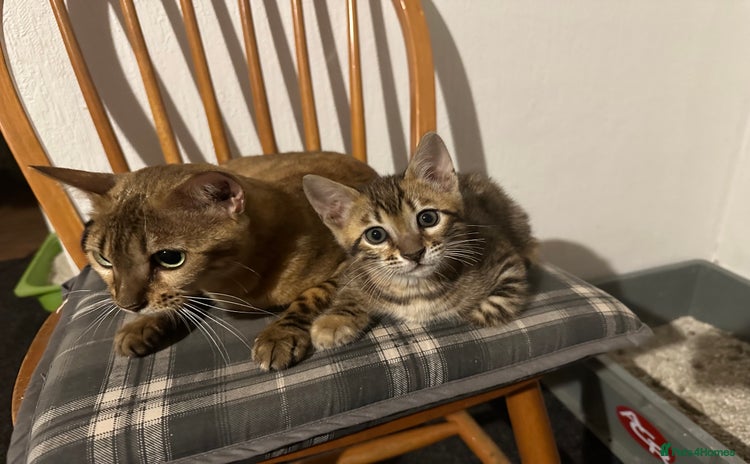 Bengal cats - Advert 1