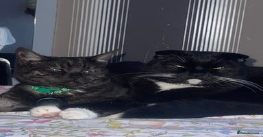 Mixed Breed cats - Advert 15
