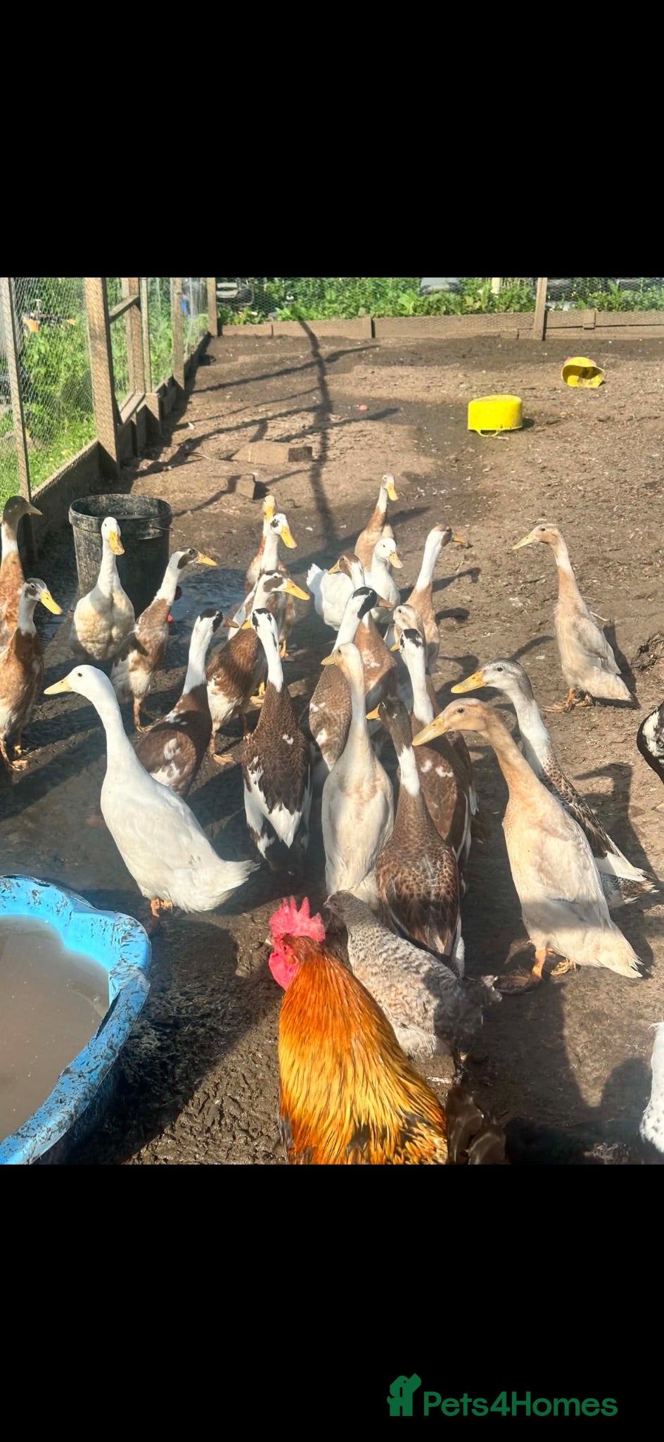 Ducks poultry Indian runner ducks ducklings females drakes  - Advert 2