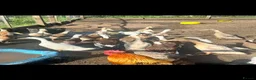 Ducks poultry for sale: Indian runner ducks ducklings females drakes  - Advert 1