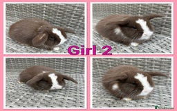 Mini Lop rabbits for sale: Pure Mini Lop Baby Rabbits  - Image 2