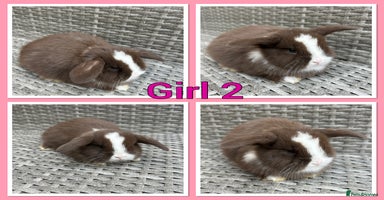 Mini Lop rabbits - Advert 4