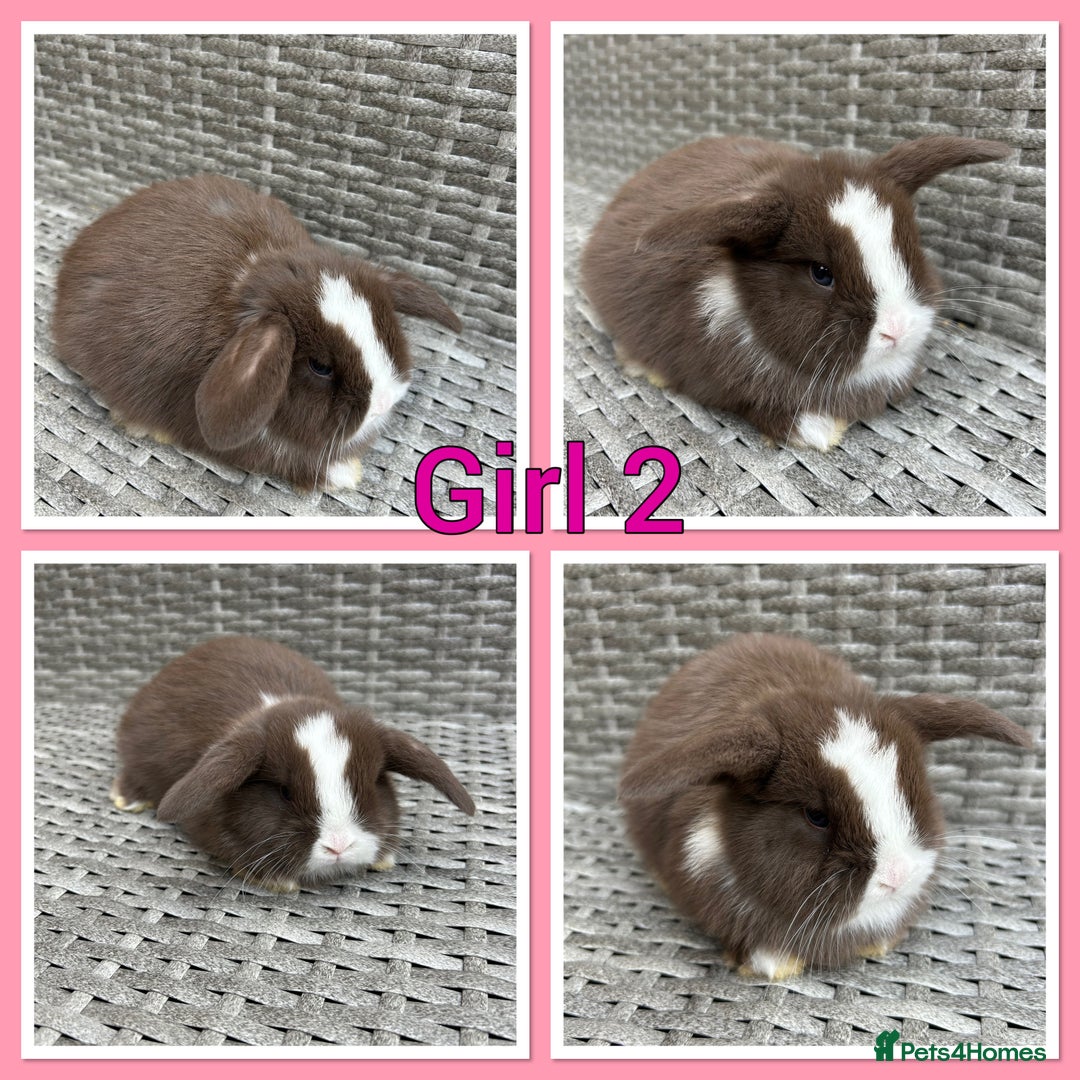 Mini Lop rabbits for sale: Pure Mini Lop Baby Rabbits  - Image 2